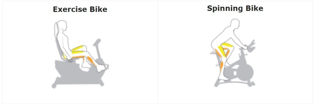muscles exercise bike vs spinning bike